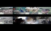 birdsnestinglivestream34