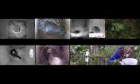 birdsnestinglivestream1