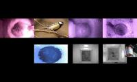 Thumbnail of birdsnestinglivestream30