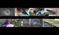 birdsnestinglivestream1