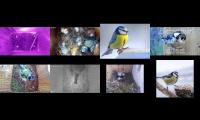 Thumbnail of birdsnestinglivestream28