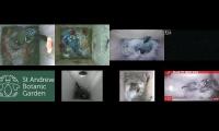birdsnestinglivestream35