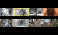 birdsnestinglivestream9