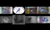 birdsnestinglivestream10