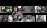 birdsnestinglivestream11