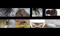 birdsnestinglivestream40