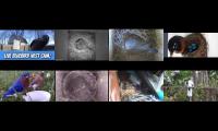 Thumbnail of birdsnestinglivestream1