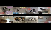birdsnestinglivestream14