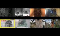 birdsnestinglivestream9