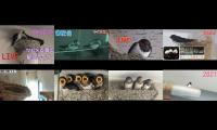 birdsnestinglivestream14