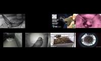 birdsnestinglivestream29