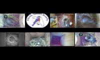 Thumbnail of birdsnestinglivestream10