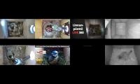 birdsnestinglivestream13