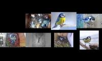 birdsnestinglivestream28