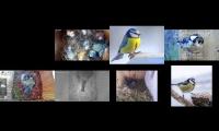birdsnestinglivestream28