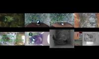 birdsnestinglivestream36