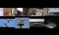 birdsnestinglivestream46