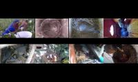 birdsnestinglivestream1
