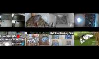 birdsnestinglivestream8