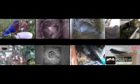 birdsnestinglivestream1