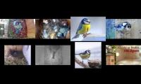birdsnestinglivestream28