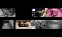 birdsnestinglivestream29