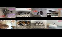 birdsnestinglivestream14