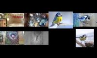 birdsnestinglivestream28