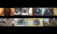 birdsnestinglivestream9