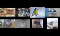 Thumbnail of birdsnestinglivestream28