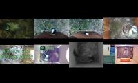 birdsnestinglivestream36