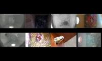 birdsnestinglivestream39
