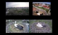 birdsnestinglivestream47