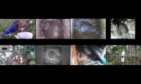 birdsnestinglivestream1