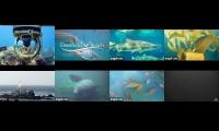 deerfield beach/ frying pan tower/ coral city/ homossassa/ aqualink/ channel islands