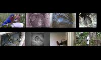 birdsnestinglivestream1