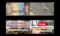 Porang desa kamondung