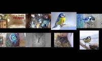 birdsnestinglivestream28
