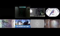 birdsnestinglivestream1