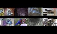 birdsnestinglivestream10