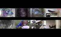 birdsnestinglivestream10