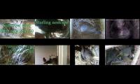 birdsnestinglivestream10