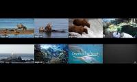 birdsnestinglivestream27