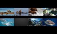 Thumbnail of birdsnestinglivestream27