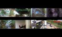 Thumbnail of birdsnestinglivestream10