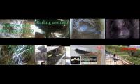 birdsnestinglivestream10