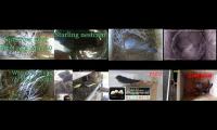 Thumbnail of birdsnestinglivestream10