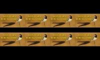 Mastering birds for race birds