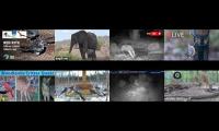 birdsnestinglivestream26