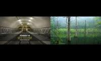 Forest into the deep